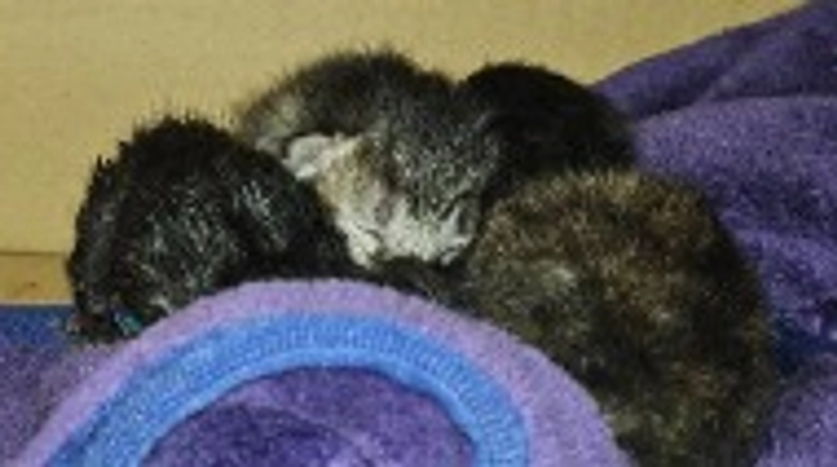 無事に出産！五つ子ちゃん