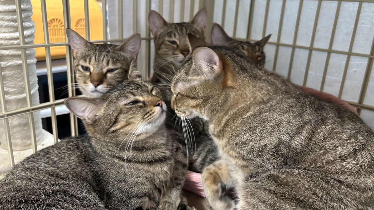 猫たちのために頑張りました。