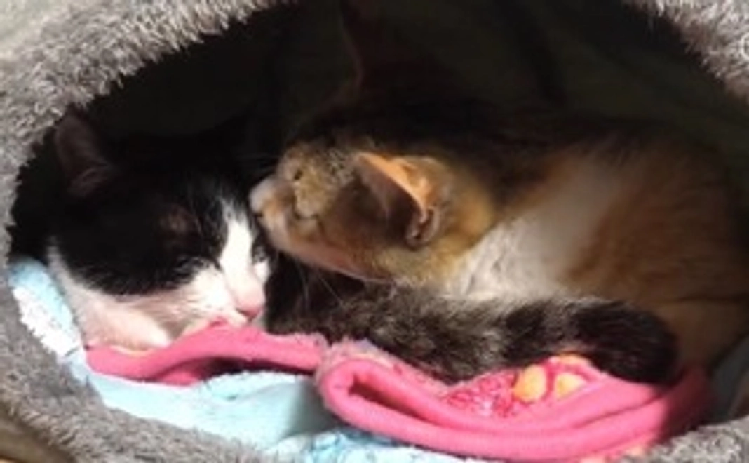 全力応援/千円コース