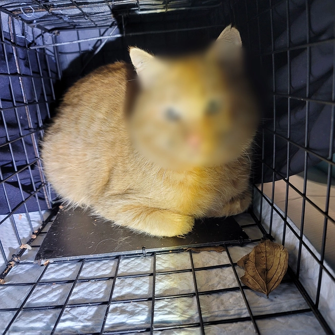 第３回TNR　２匹のオスを手術しました。