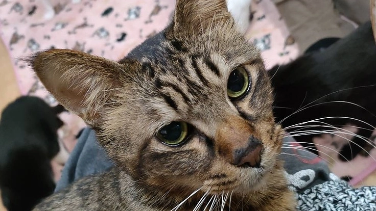 奈良県大和高田保護猫ビレッジSHANAハッピーカモン