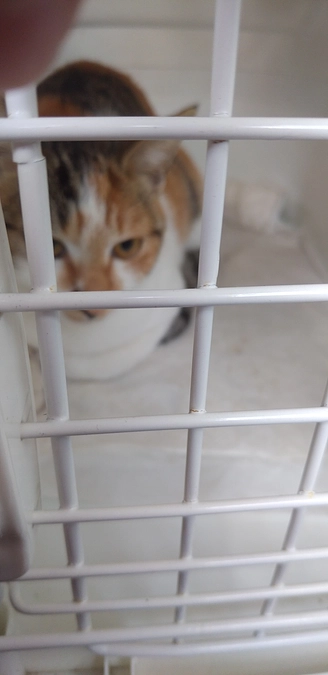 仔猫ミーちゃんの避妊手術後抜糸