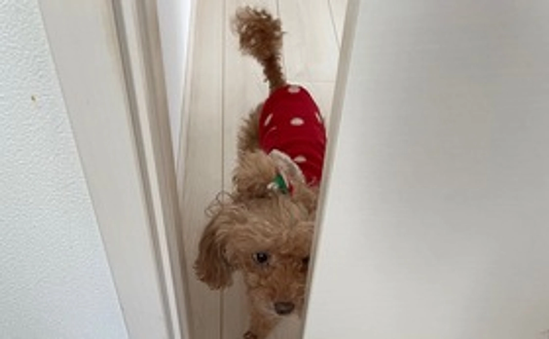 リターン無し①