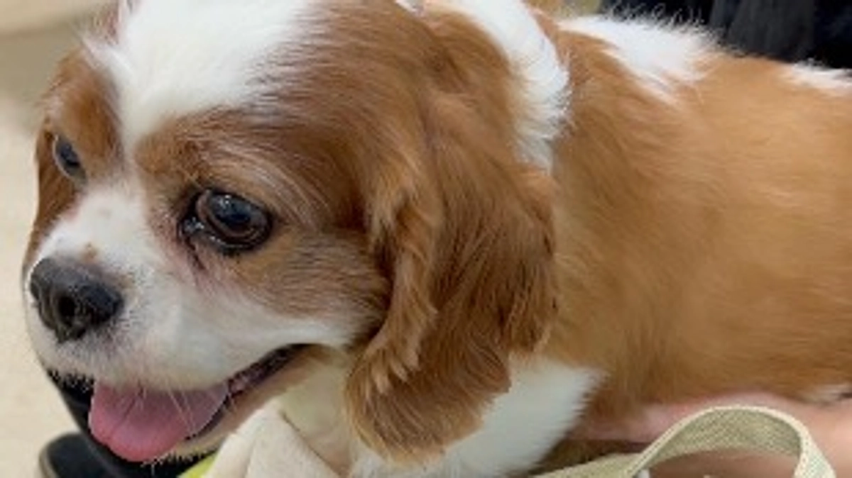 術後10日目です。ルイ少しずつお腹の調子よくなってきました