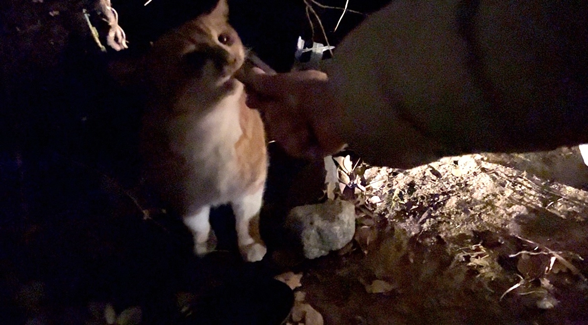 あと1匹！餌付け中