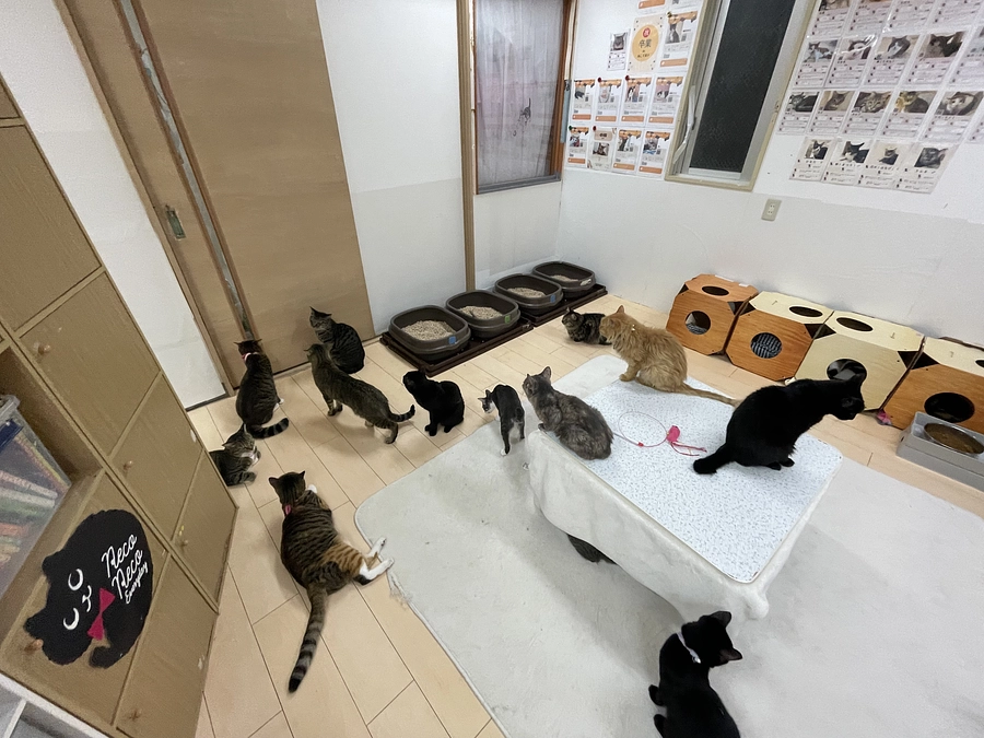 今週末、ヤマザキ動物看護大学 大学祭にて譲渡会を行います。