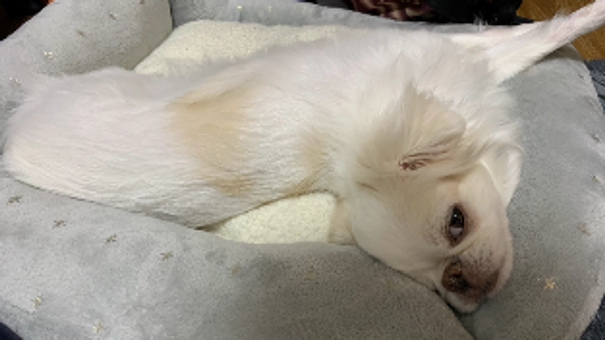 残り3日🐶‼️