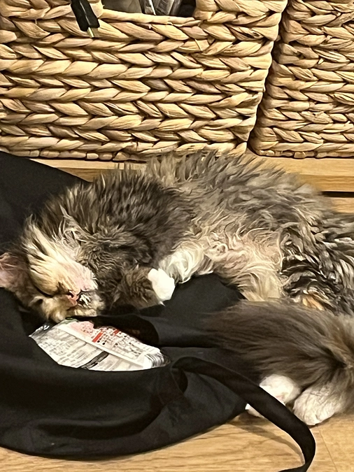 クラウドファンディング11日目、投薬54日目