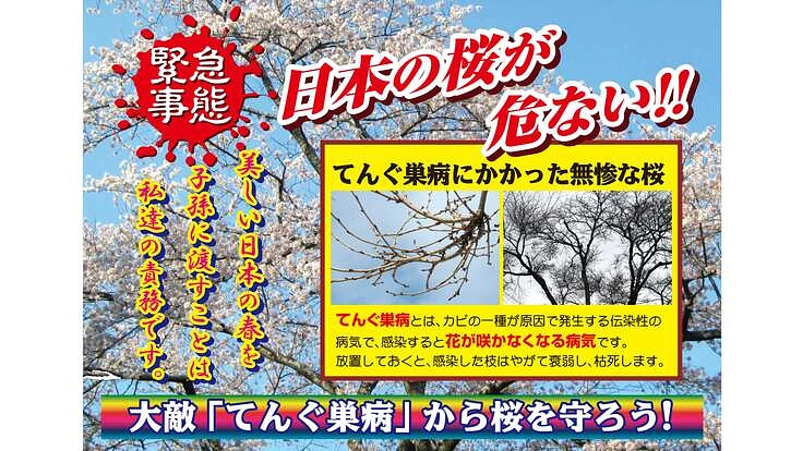 日本の桜が危ない！蔓延するてんぐ巣病被害から日本の桜を守ろう！