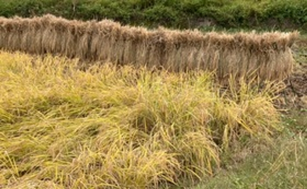 [5000円コース] 半夏生米を食べて元気になり日本を救おう⑤