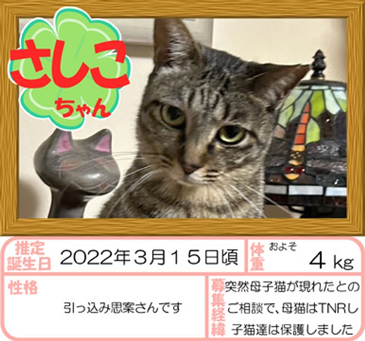 在籍猫紹介【武蔵丸くん＆さしこちゃん＆むみちゃん】