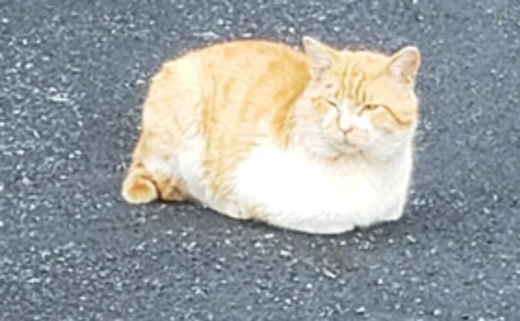 サンクスレター1