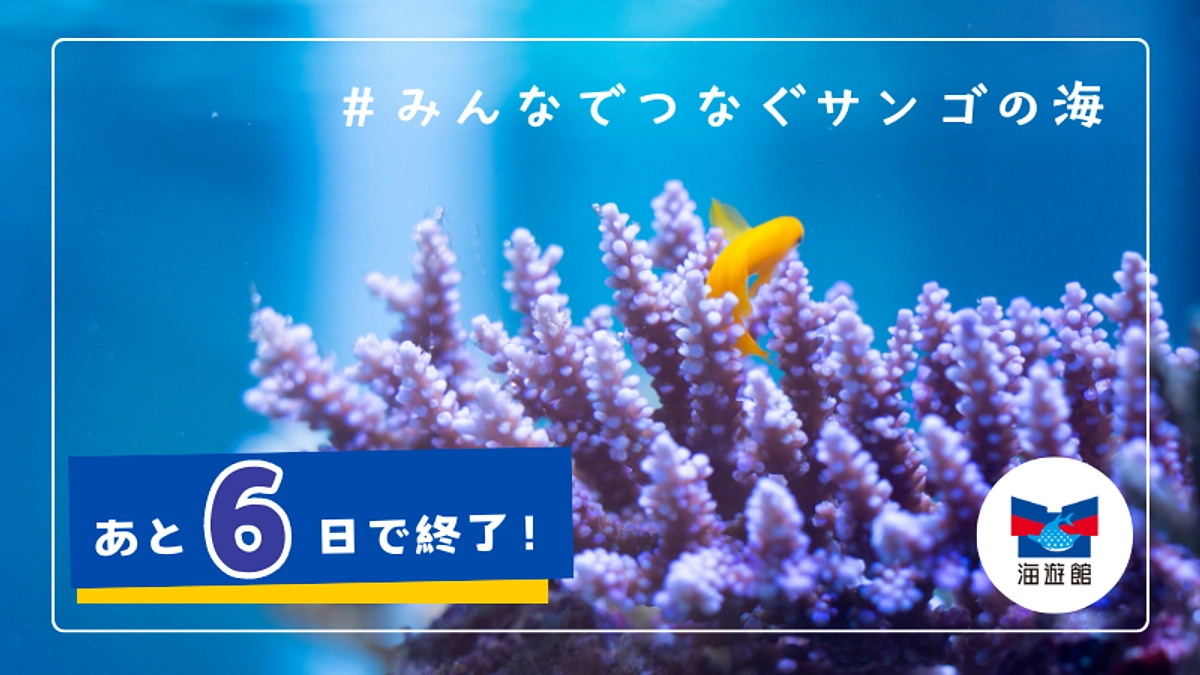 【残り6日】ラストスパート！！「みんなでつなぐサンゴの海」