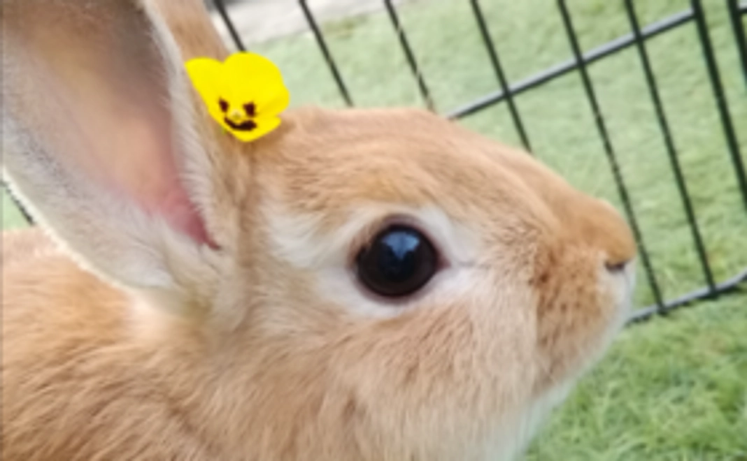 ポストカード1枚