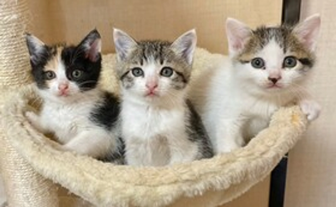 子猫応援コース