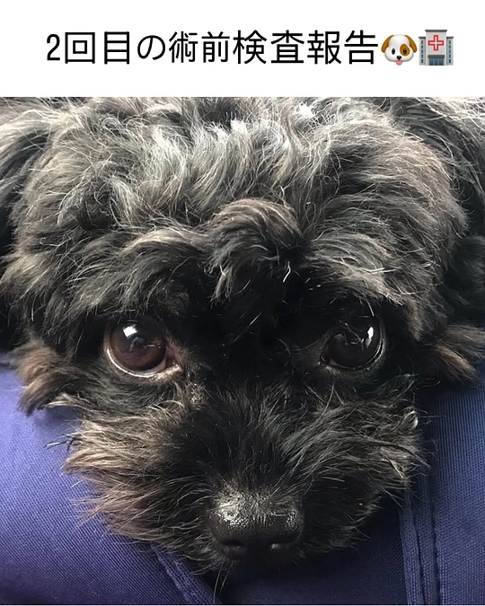 術前検査の報告です🏥
