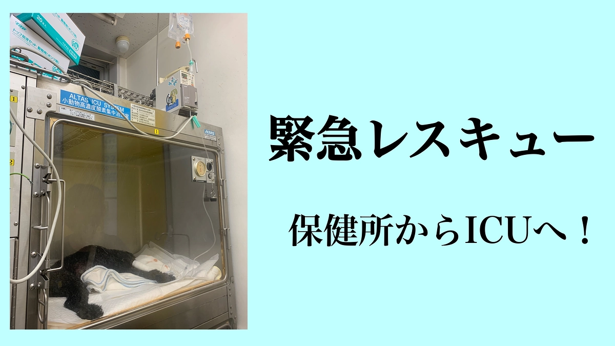 【どうか乗り越えてほしい。。。】