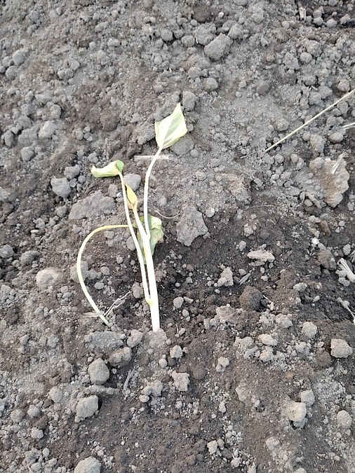 さつまいもを植えました！　～その１　定植しました！～