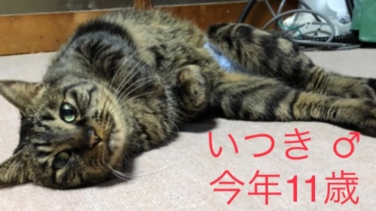 愛猫達と安心して暮らしたい。慢性気管支炎のイツキを助けて下さい