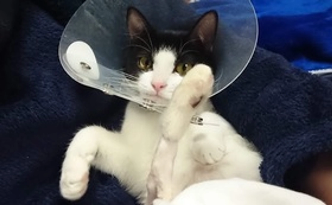 メルちゃんを応援B 感謝と経過報告のメール(写真2枚付き)