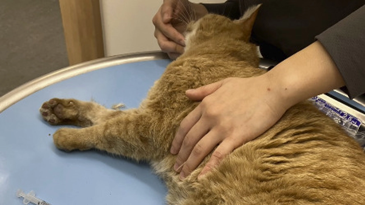 歩道にうずくまっていた茶トラさんを保護！