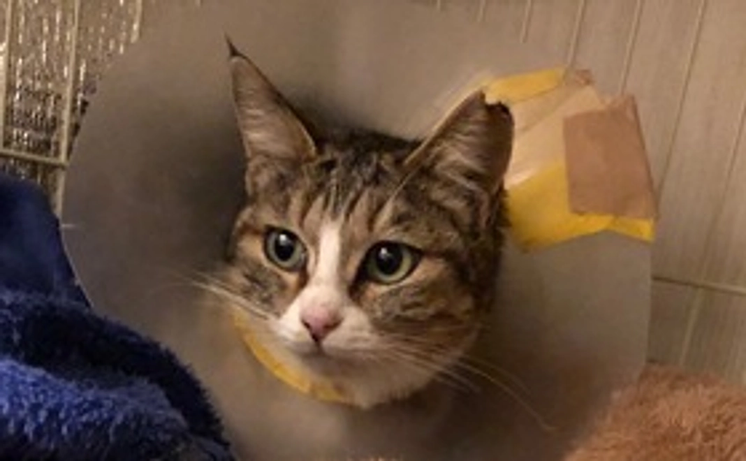 全力応援/3千円コース