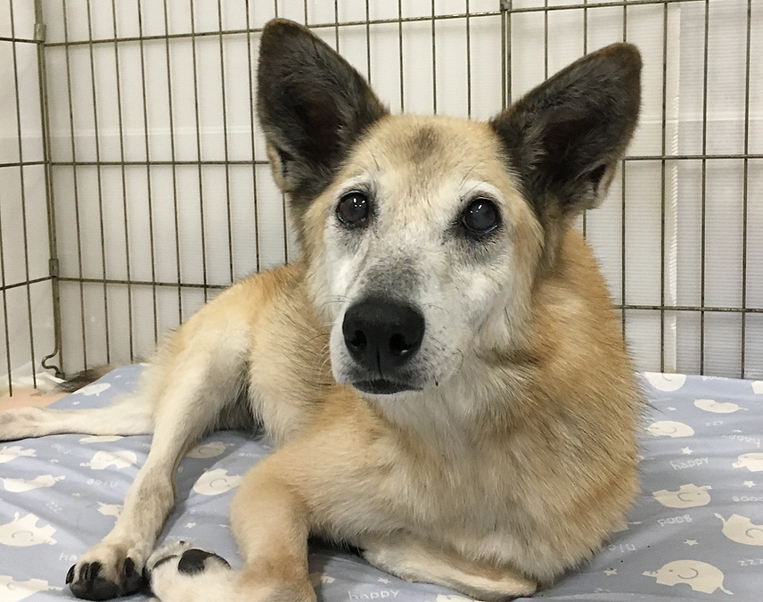 【3月15日までに目指せ100万円！】胃拡張になりやすいチェリー。ガスが溜まり何度も病院へ