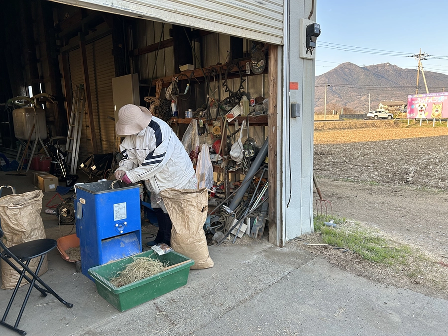 「半夏生米」は、やはり本物です！