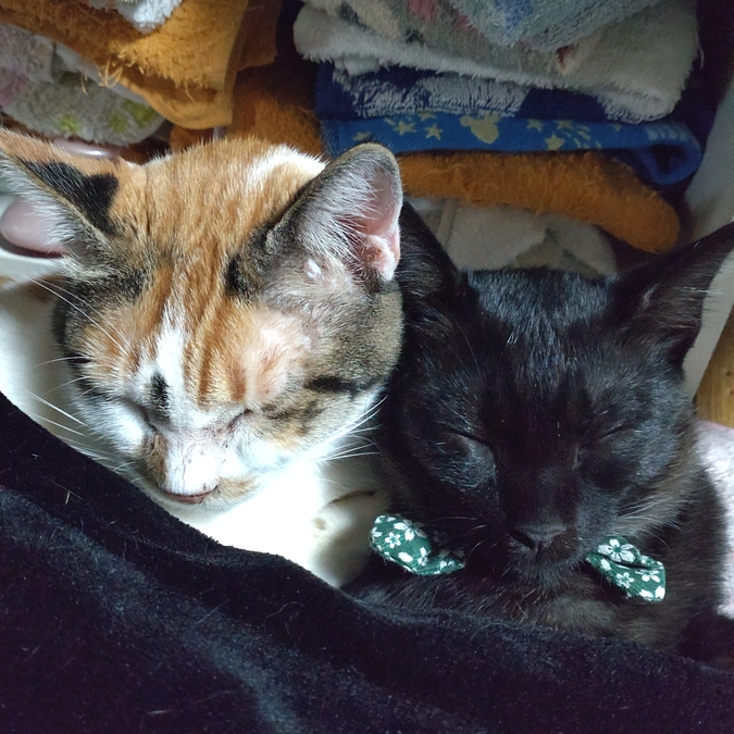 今日も一緒😺🌸😺