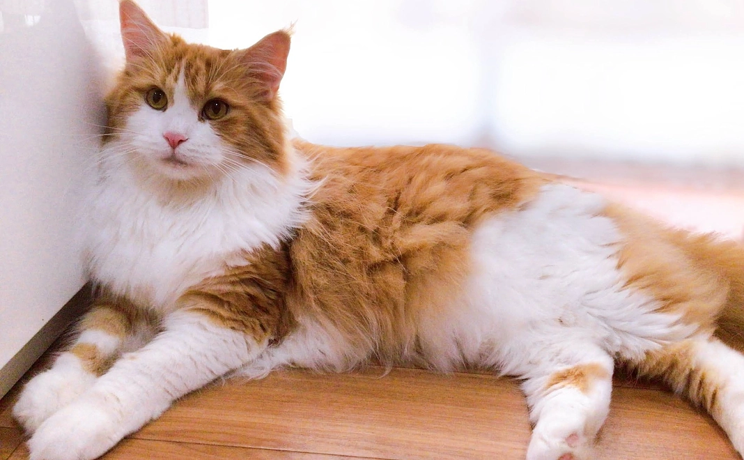 シャルトを救いたい1