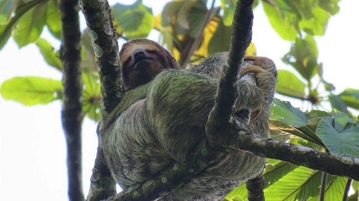 多くの生物が住むコスタリカの自然保護区の森を守りたい