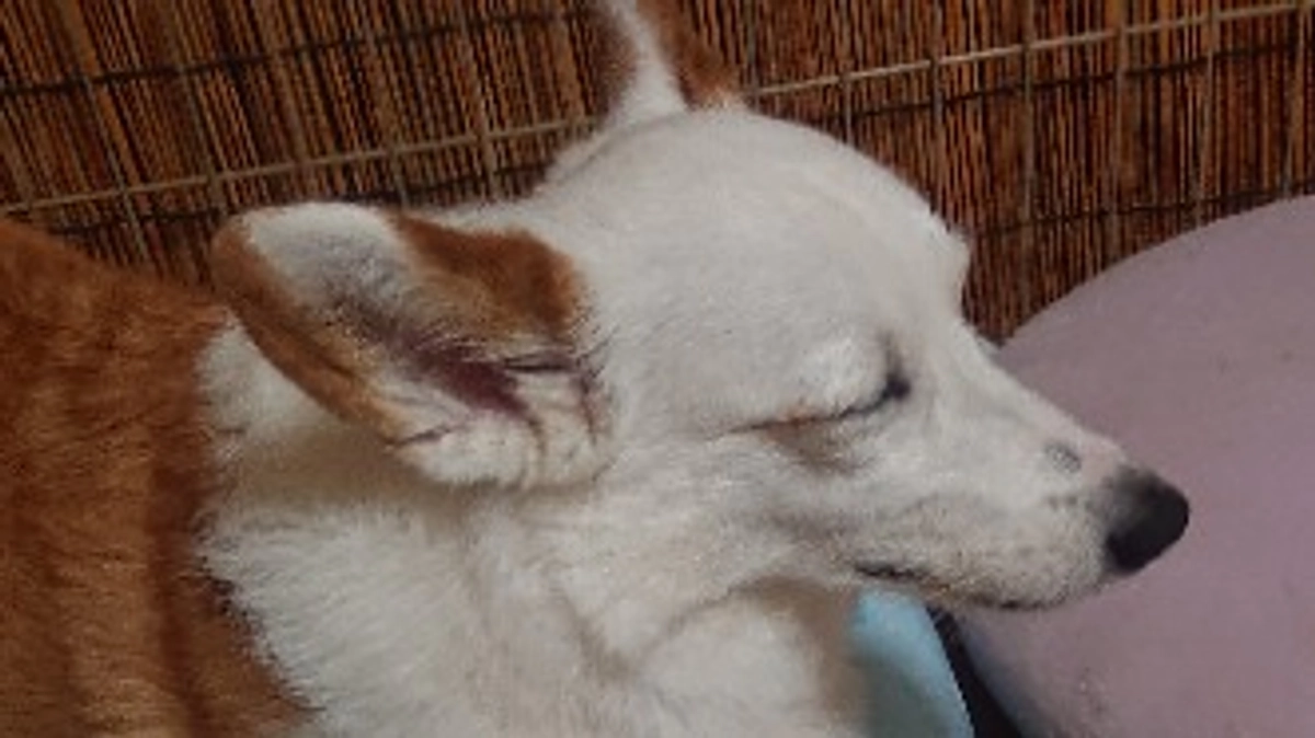 クルミリンパ腫治療