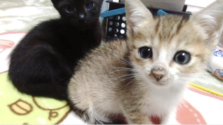 動物の助かる命を救う:佐賀県に24時間対応の動物救急病院を!