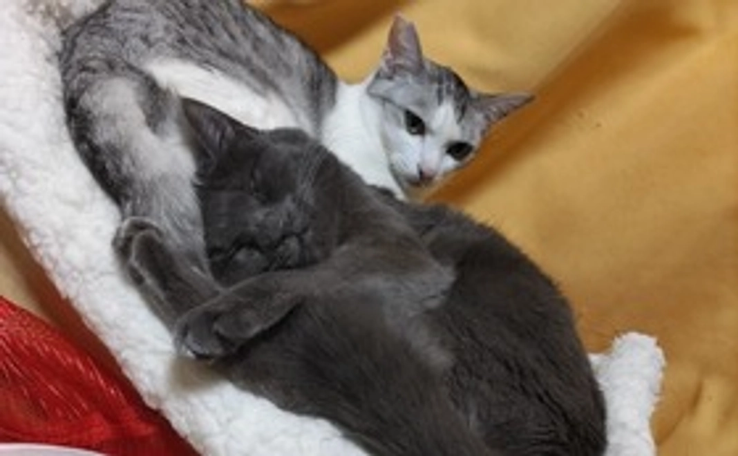 チビです。　み～です。