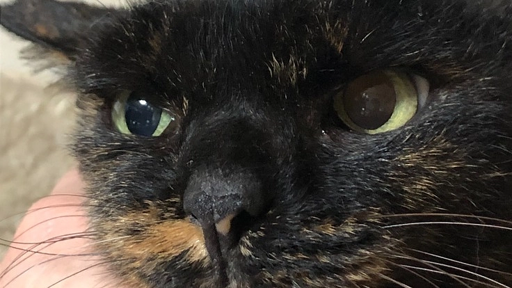 怪我をしてた慢性腎不全の野良猫くりちゃんを助けて！