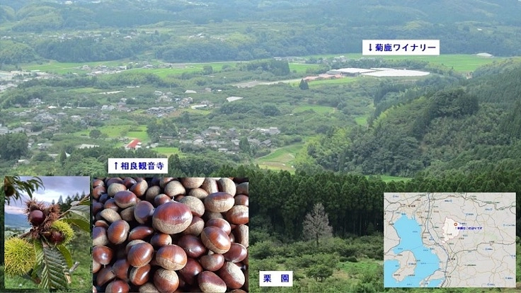 全滅寸前！猪被害から栗の幼木を救う、皆さんのお力をお貸しください！