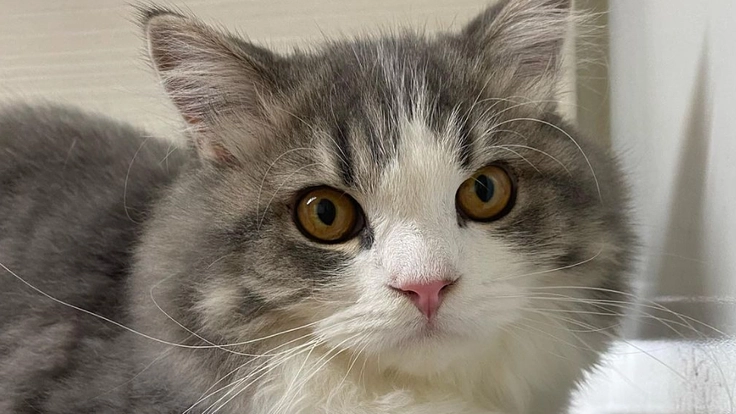 猫伝染性腹膜炎（FIP)と戦うテスを助けてください！