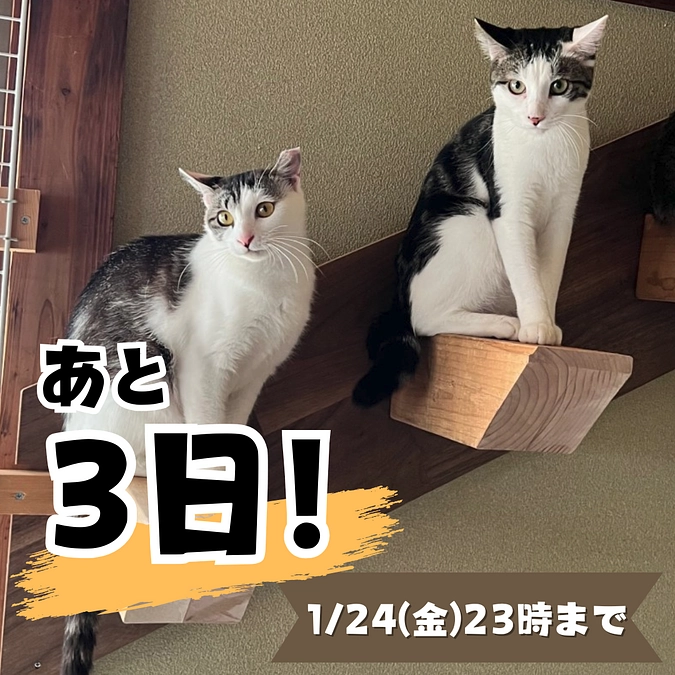 【終了まであと3日！】感謝の気持ちでいっぱいです！応援メッセージのご紹介