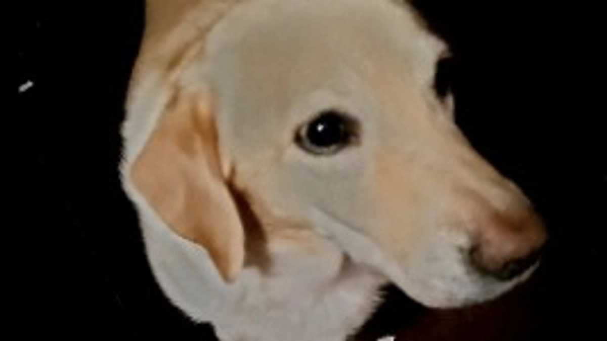 特にバズる予定は無い動画②