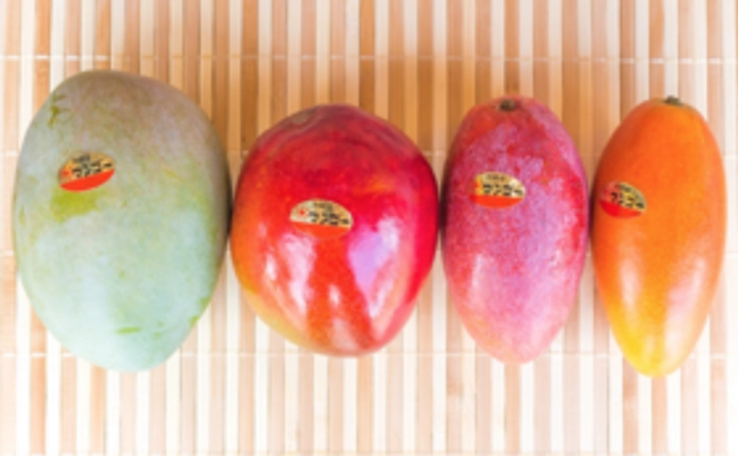 【幻のマンゴーが食べられる！】幻のマンゴー+アップルマンゴーお届けセット
