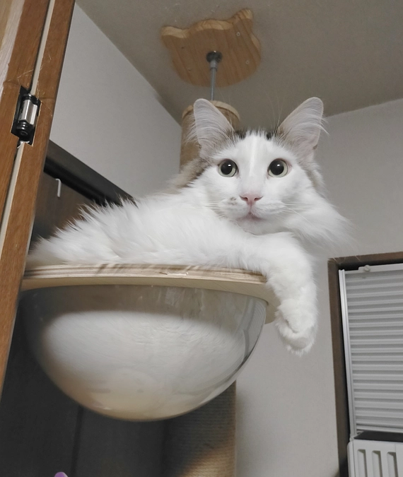 抗がん剤治療を終えてから１年が経過しました🐱💉