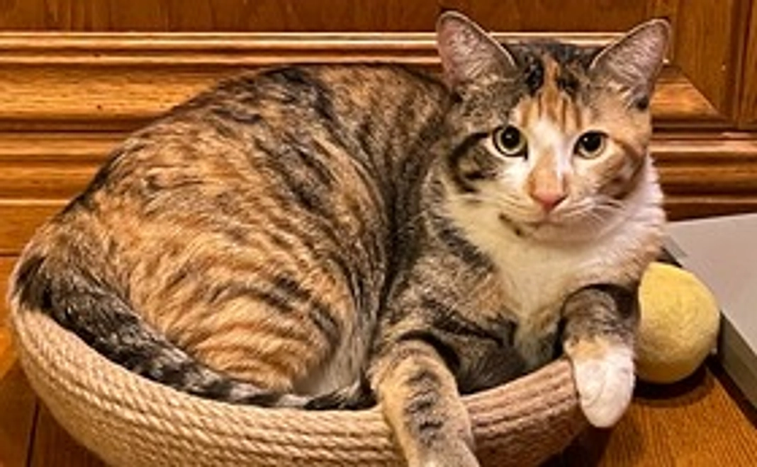 笑にゃんこ王国大好き応援コース