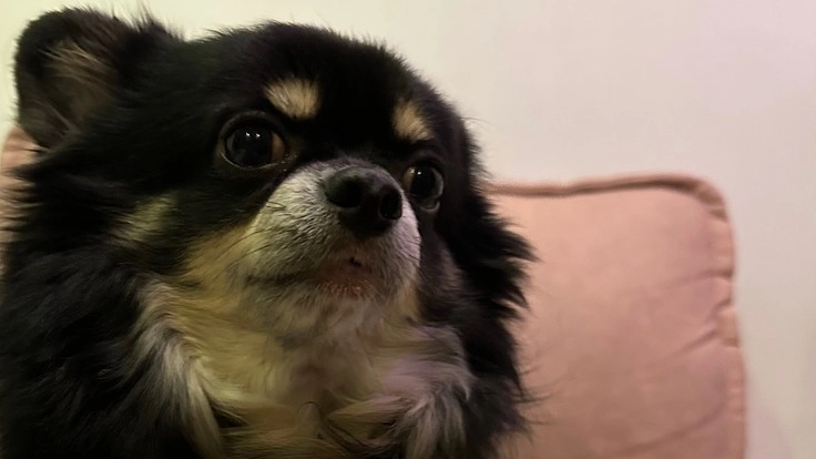 (僧帽弁閉鎖不全症)の手術・治療費用のご支援をお願いいたします