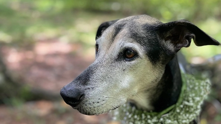 余命2ヶ月の愛犬を半年後に生まれる我が子に会わせたい