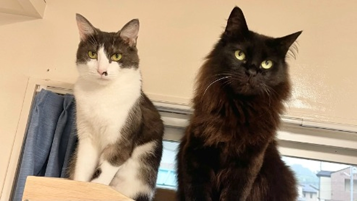 ≪リターン発送完了しました≫ふわちゃん投薬期間終了