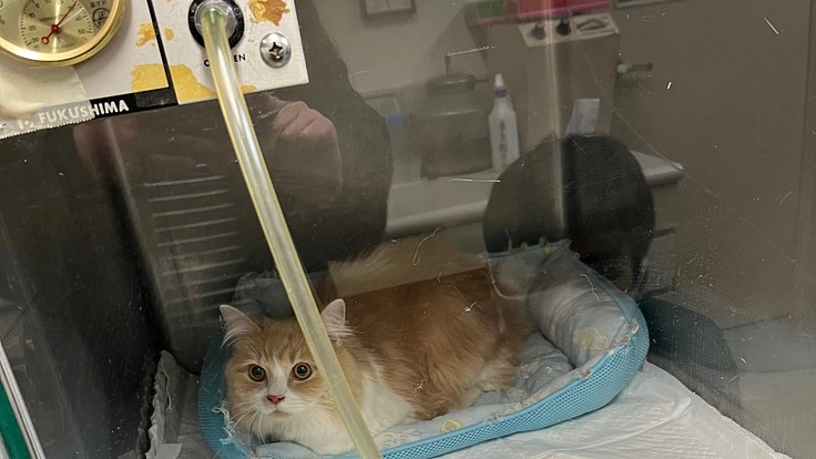 1歳で肥大型心筋症を発症した愛猫ティイピーを助けてください