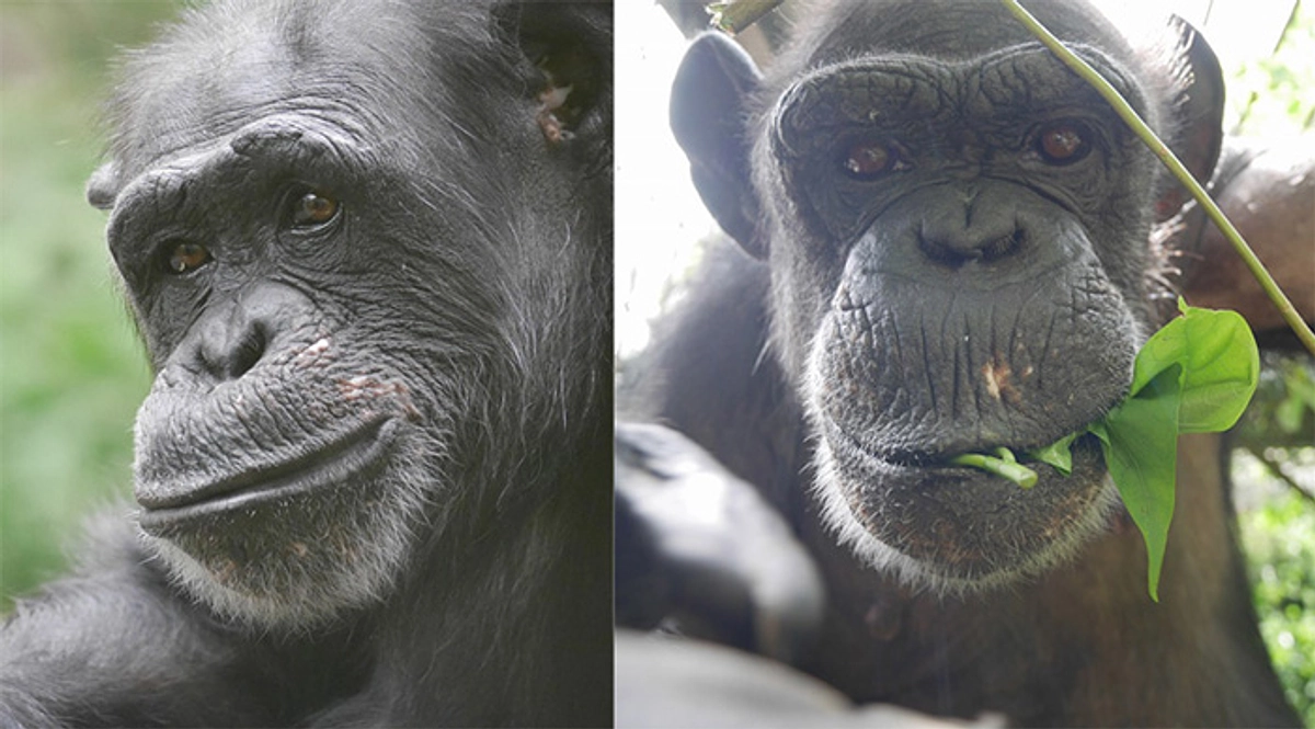 クミコとキャンディーの投薬終了