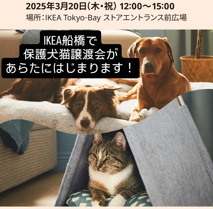 IKEA船橋で保護犬猫譲渡会をはじめます！