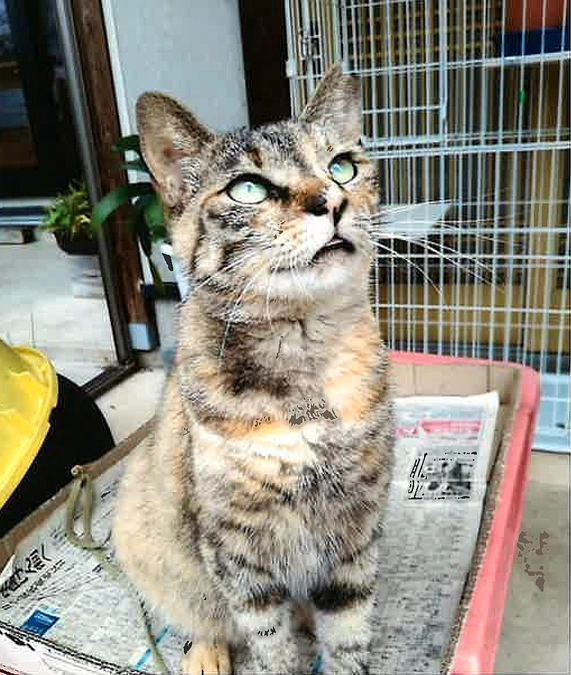 【終了まであと３日】