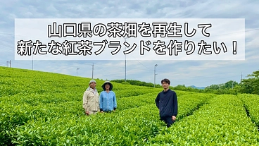 山口県の茶畑を再生し、新たな紅茶ブランドを作りたい！ のトップ画像